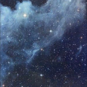 Meet your Posher, Bailey